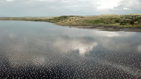 View-of-a-drone-approaching-a-group-of-pink-flamingos-in-Lake-Magadi,-Kenya