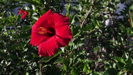 zoom lento en una flor roja con estambre amarillo