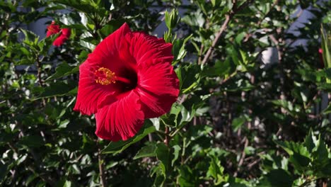 slow zoom in to a red flower with yellow stamen