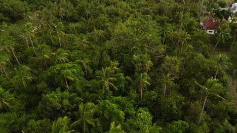 Aerial-tilt-up-shot-of-palm-trees-and-block-building-in-koh-samui-Island,-Thailand