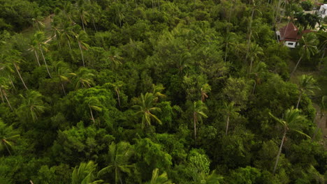 tomada aérea de palmeras y edificios de bloques en la isla de koh samui, tailandia