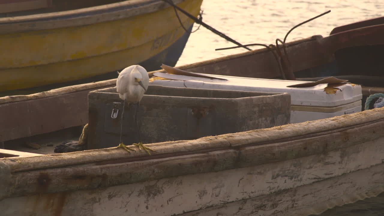 Egret perched on old fishing boat at sunset in Port Royal Jamaica