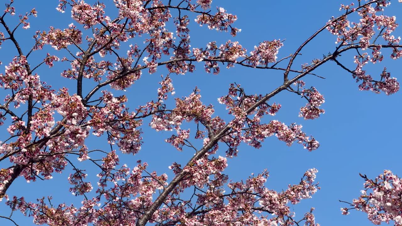 Inquadratura fissa dal basso di rami di sakura rosa che ondeggiano dolcemente contro un cielo azzurro brillante