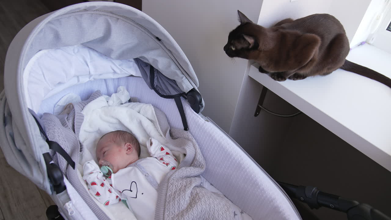 Black cat sitting on the windowsill. Kitty watching the baby sleeping in the pram. Cat smelling the baby pram.