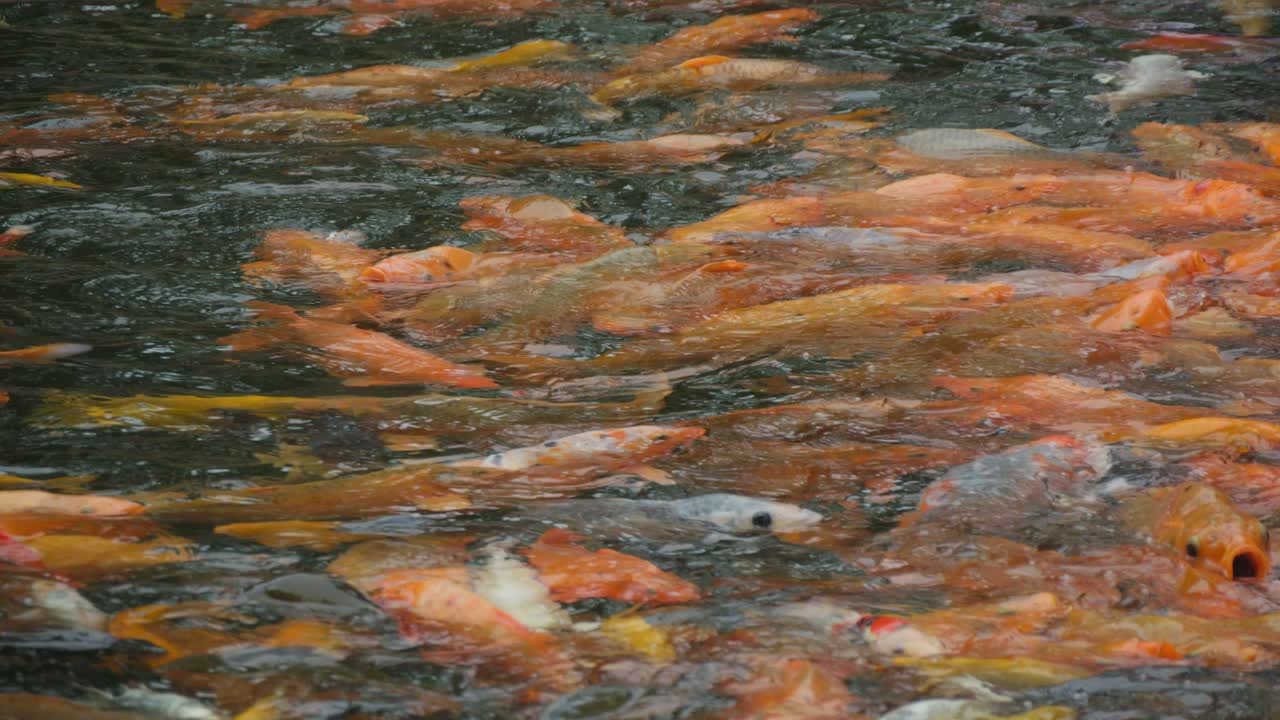 게 수영하는 물고기 어리는 과도한 어업 문제를 강조합니다.