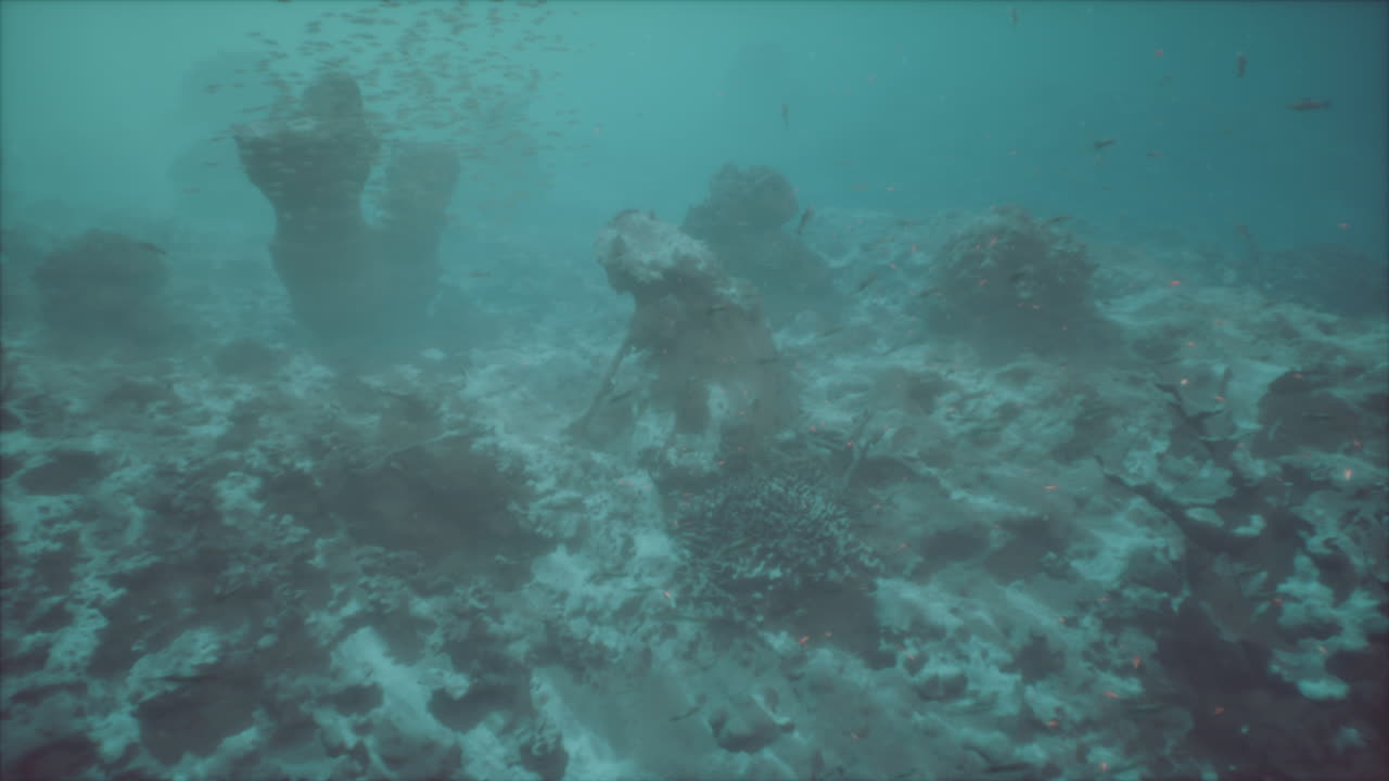 산호초와 물고기로 가득 찬 활기찬 수중 세계를 탐험합니다.