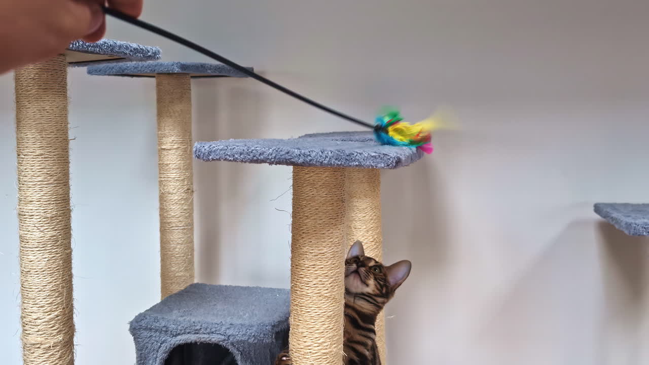 Vista ravvicinata di un gatto del Bengala che gioca a Riga, Lettonia