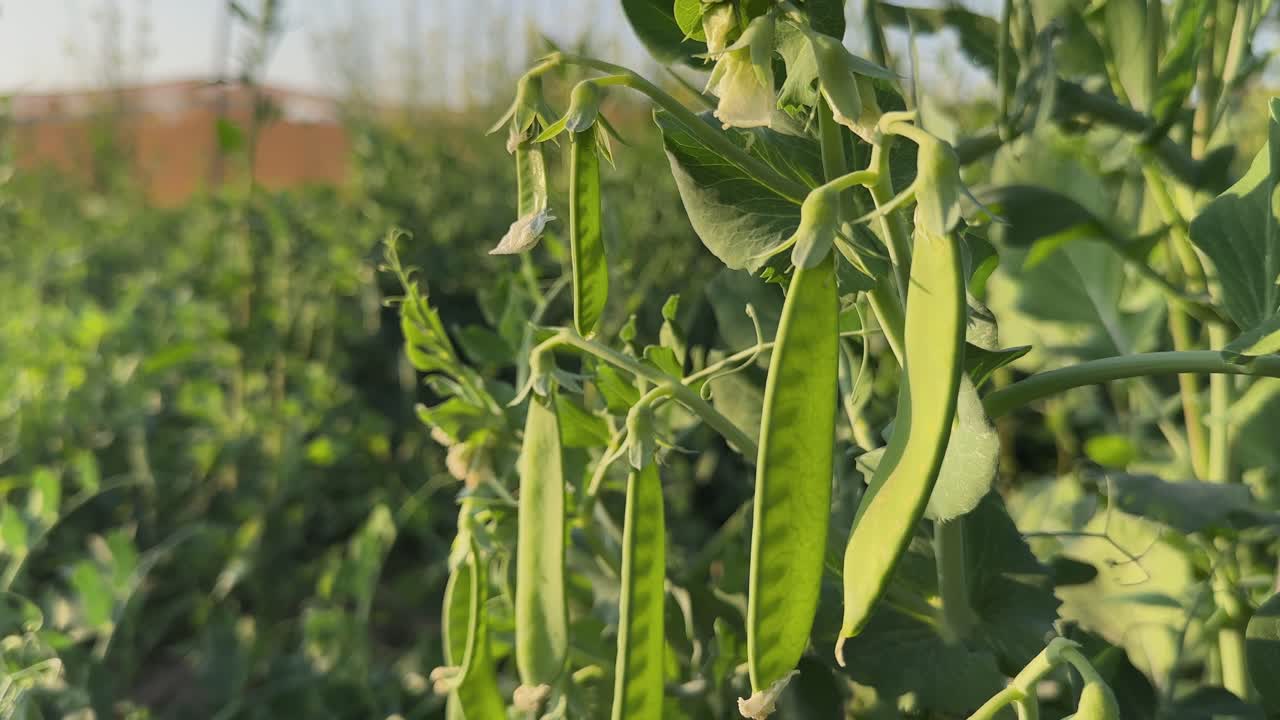 Static closeup shot of fresh green pea pods hanging on plant, tender leaves and stems lit by warm sunlight with soft farm background blur in rural field
