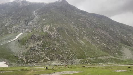 Grazing-Animals-On-Green-Landscape-With-Towering-Himalayan-Mountain-Ranges-At-Background