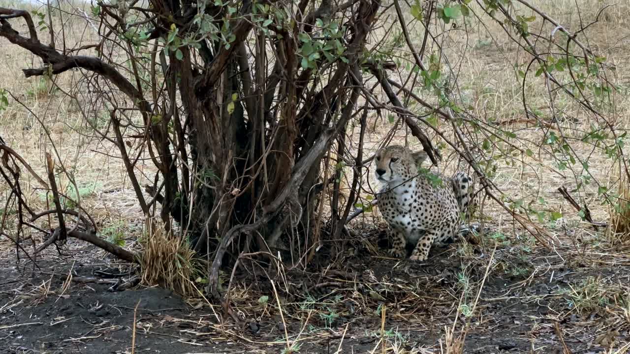 cheetah (acinonyx jubatus) descansando en un arbusto, refugiándose de la lluvia en el parque nacional de tarangire, tanzania.