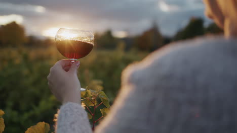 the taster holds a glass of red wine against the background of the vineyard where the sun sets. back view