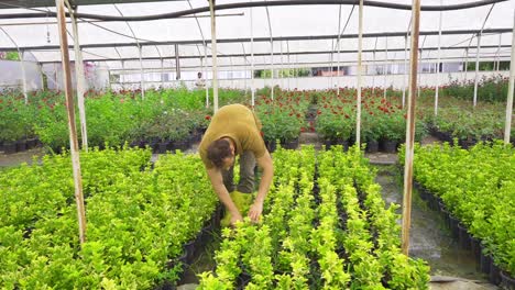 florists working in large flower greenhouse.