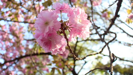 Primer-Plano-De-La-Flor-De-Kikuzakura-Sakura-En-El-Viento-En-Tokio,-Japón