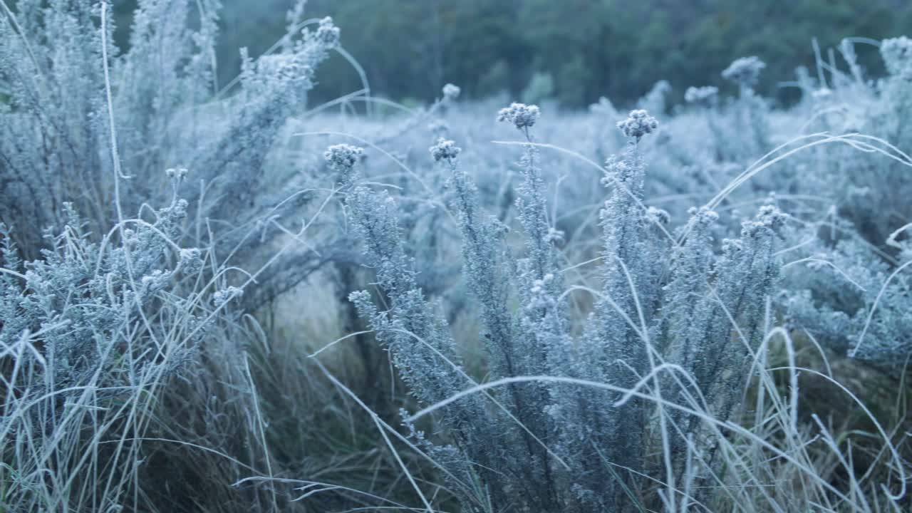 Grama com geada no fundo de um vale nas montanhas australianas.