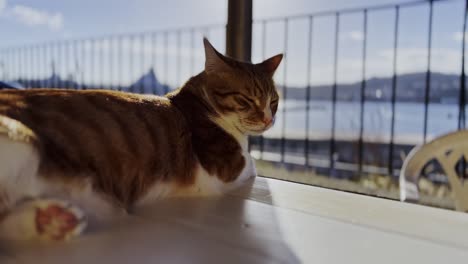 brown and white cat resting on a table enjoying the view of the sea