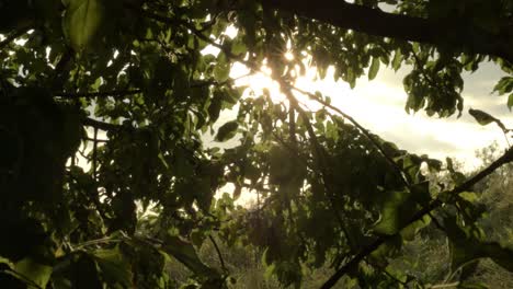 el cálido sol brilla a través de las ramas de los árboles en el rico follaje del bosque.