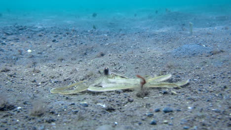 Wilde-Tintenfische-Entkommen-Und-Schwimmen-über-Sandigem-Meeresboden