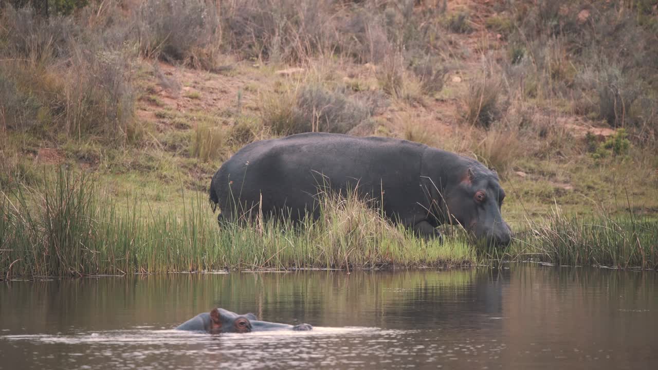 hipopótamo pastando en cañas de río, otro hipopótamo sumergido en agua