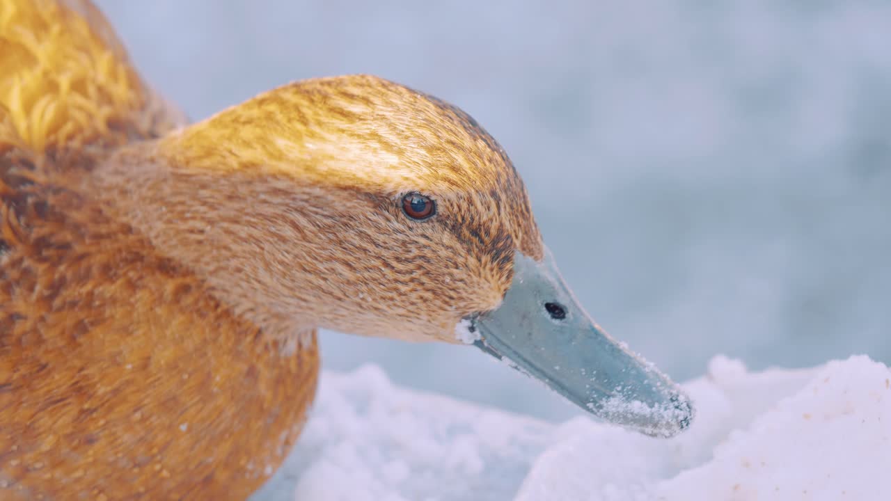 햇빛이 부분적으로 비추는 땅의 얼음을 먹고 있는 황금 오리의 클로즈뷰