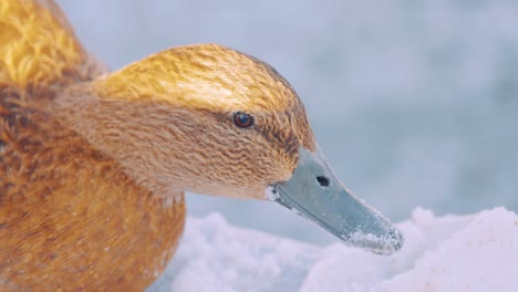 closeview of a golden duck feeding on the ice in the ground, partially lit by sunlight