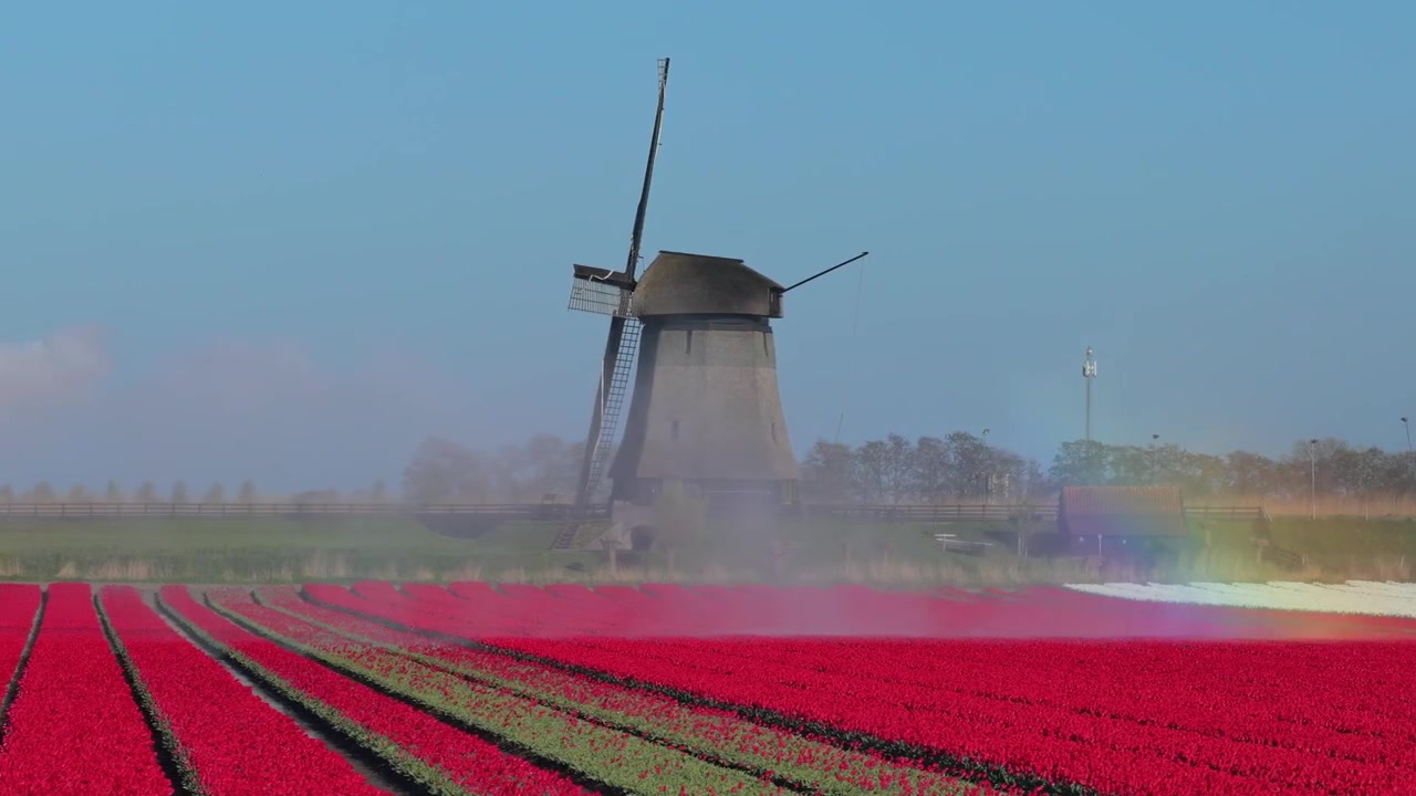 Mulino a vento olandese che irriga un campo di tulipani rossi e crea un arcobaleno