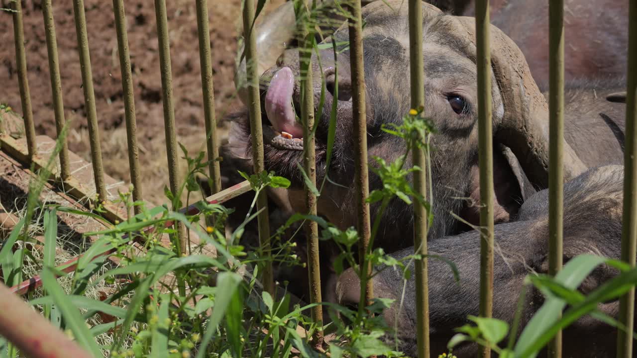 Hand feeding an African Buffalo in a zoo enclosure