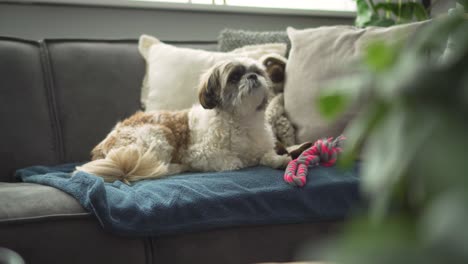 owner gets boomer dog to jump on to sofa, medium shot