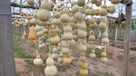 vibrant pumpkin gourds hang outdoors in liaocheng, china, showcasing a unique farming tradition as they dry.