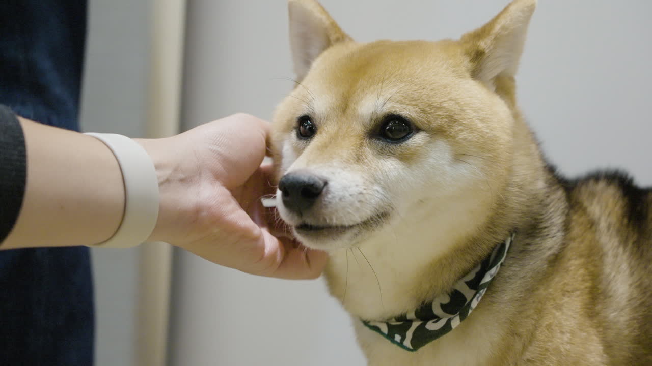 Slow motion shot of a hand scratching a red Shiba Inu's face