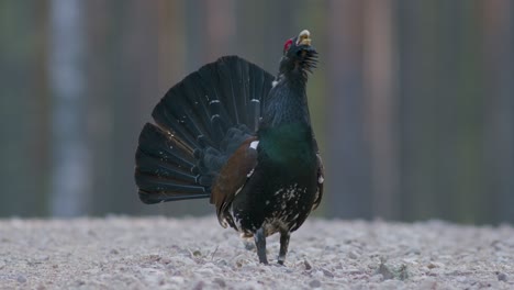 Male-western-capercaillie-roost-on-lek-site-in-lekking-season-close-up-in-pine-forest-morning-light