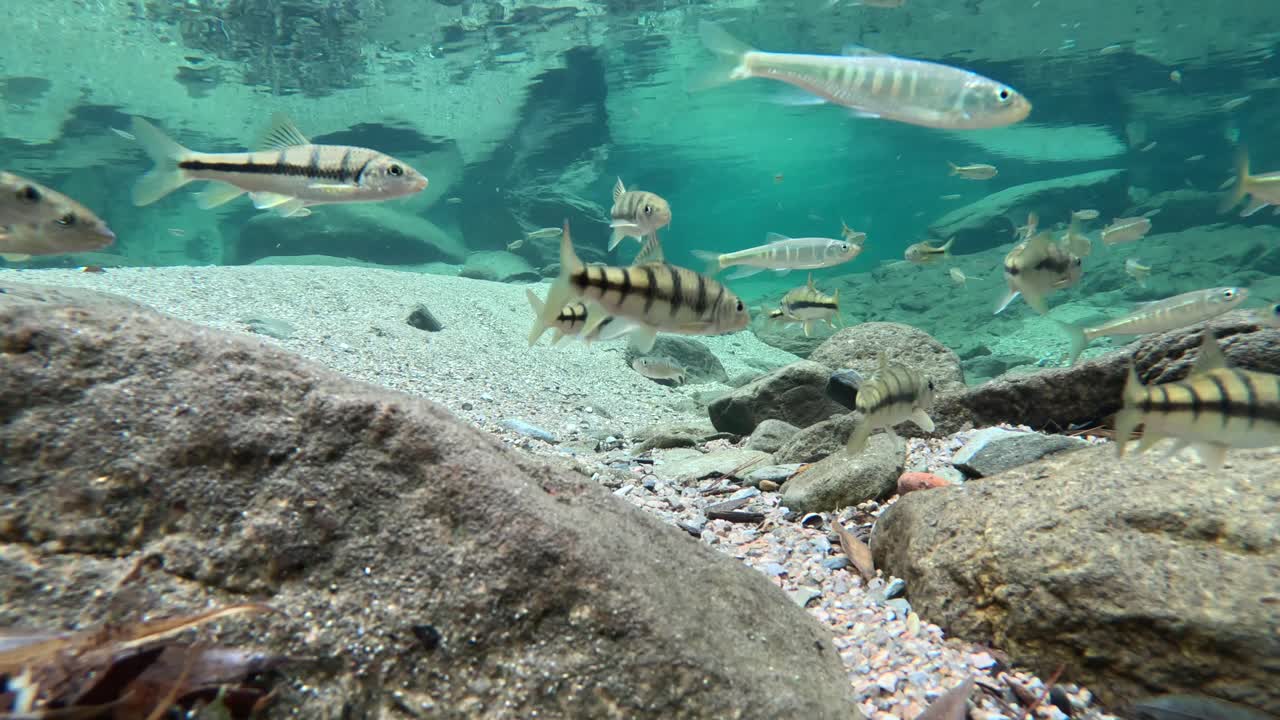 A clear stream in the valley, with a group of small fish swimming freely downstream，The natural ecology in the mountains of China