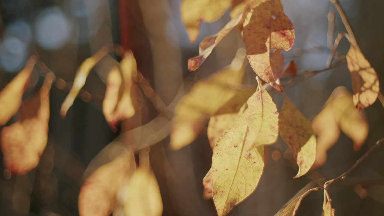 늦가을 나무에 나뭇잎. 차분한 날 4k