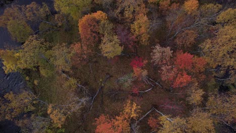 Vista-Aérea-Del-Bosque-Durante-El-Otoño