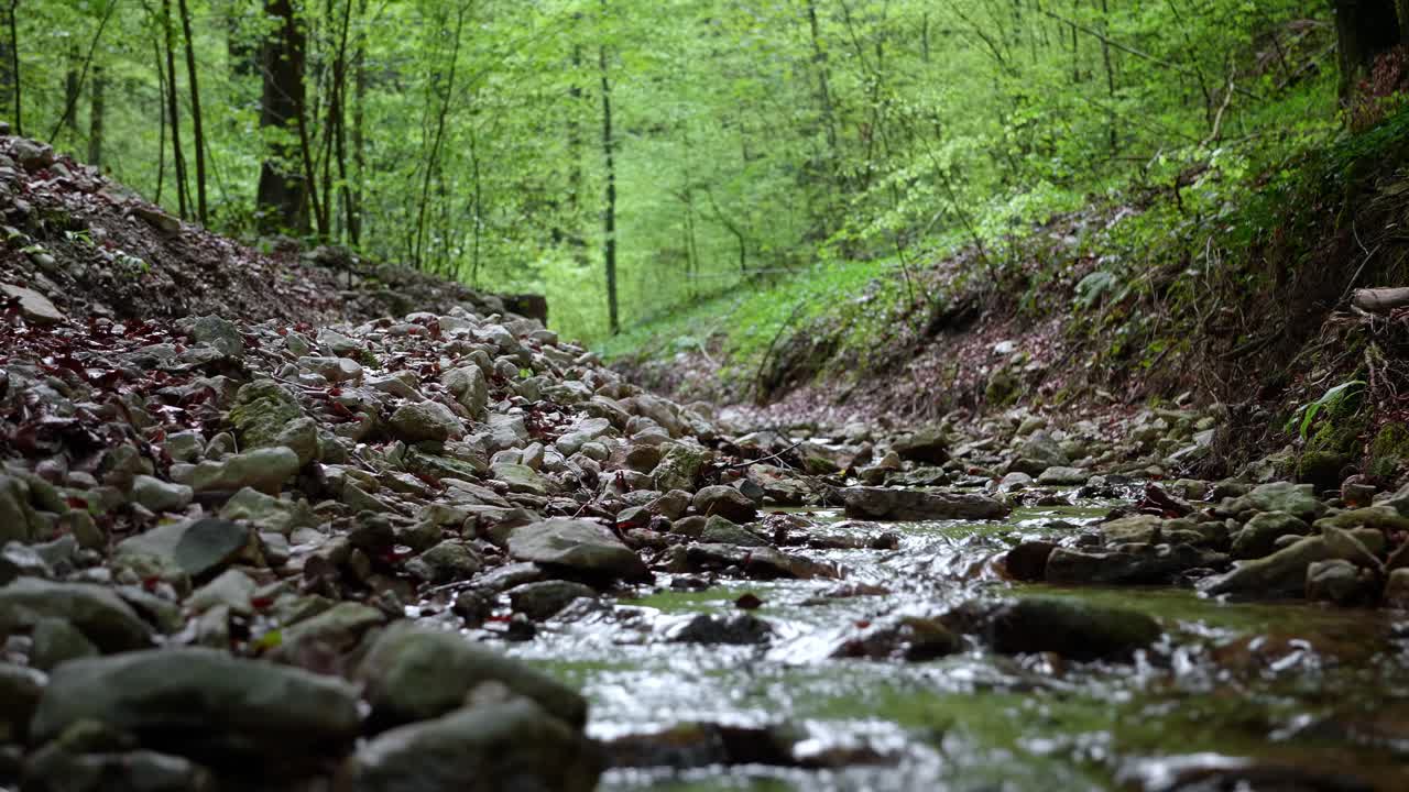 Anak sungai di hutan saat musim semi