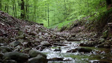 creek in the forest in spring