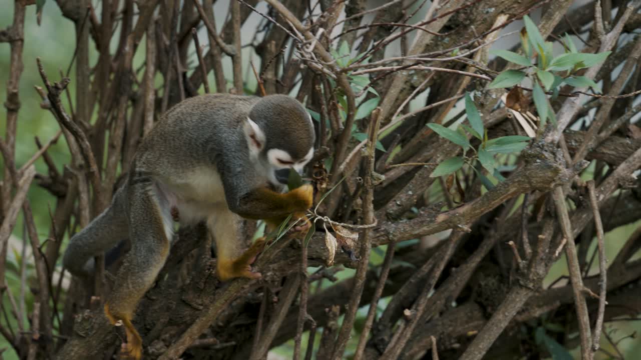 curioso mono ardilla en un árbol en la selva - cerrar