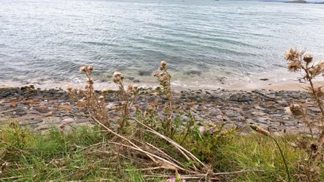 waves gently lap against a rocky shore