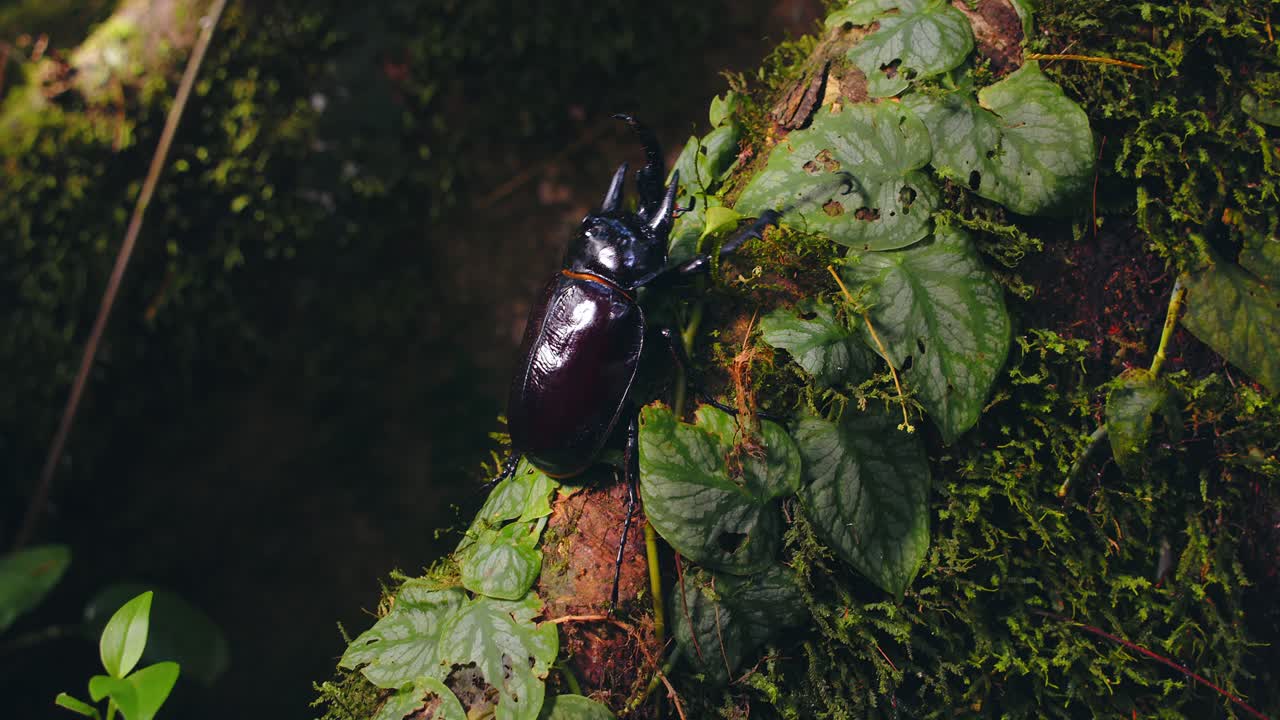 Closeup of a giant rhinoceros beetle climbing green creeper laden tree trunk in the lush Amazon rainforest.
