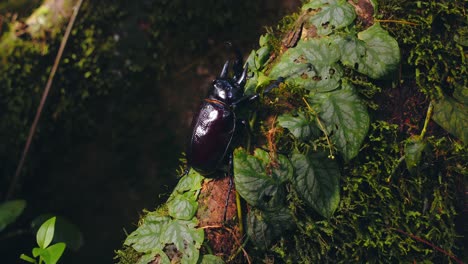 closeup of a giant rhinoceros beetle climbing green creeper laden tree trunk in the lush amazon rainforest.
