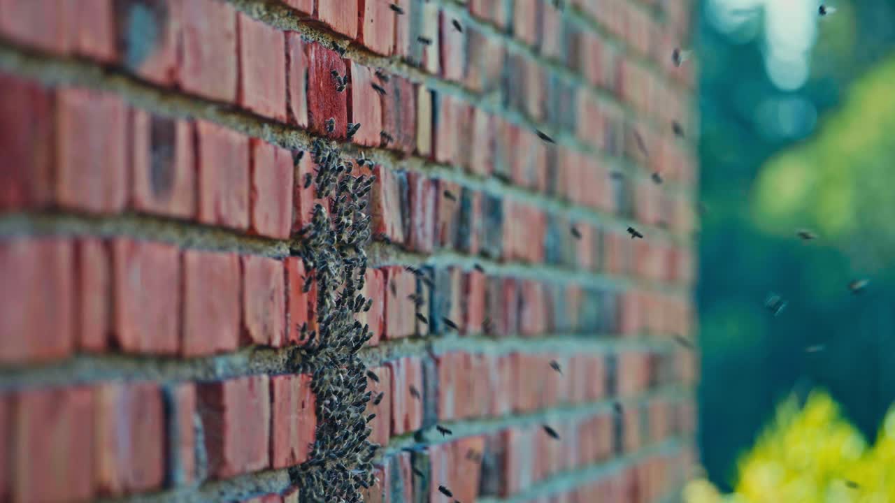 A Swarm of Bees is Clustered Along the Mortar of a Brick Wall - Static Shot