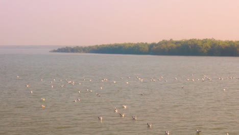 Gaviotas-Flotando-En-El-Camino-A-St