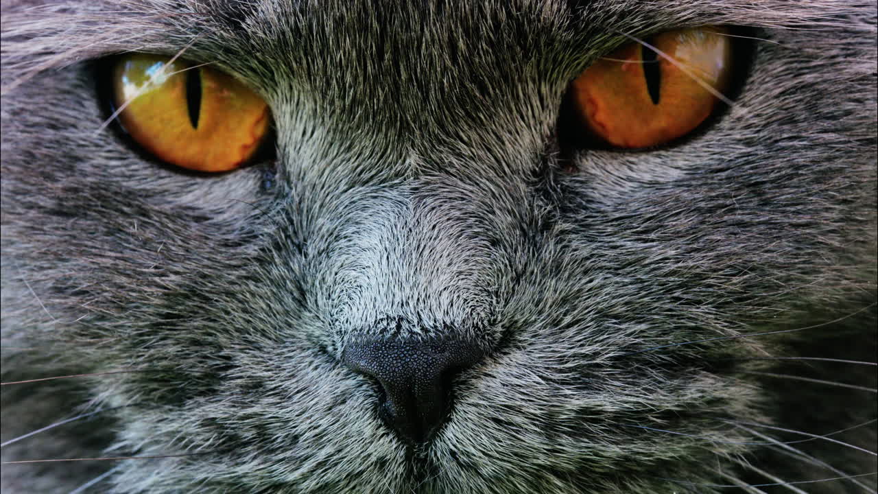 Close up of a Scottish Fold cat with orange eyes resting with a blurred background
