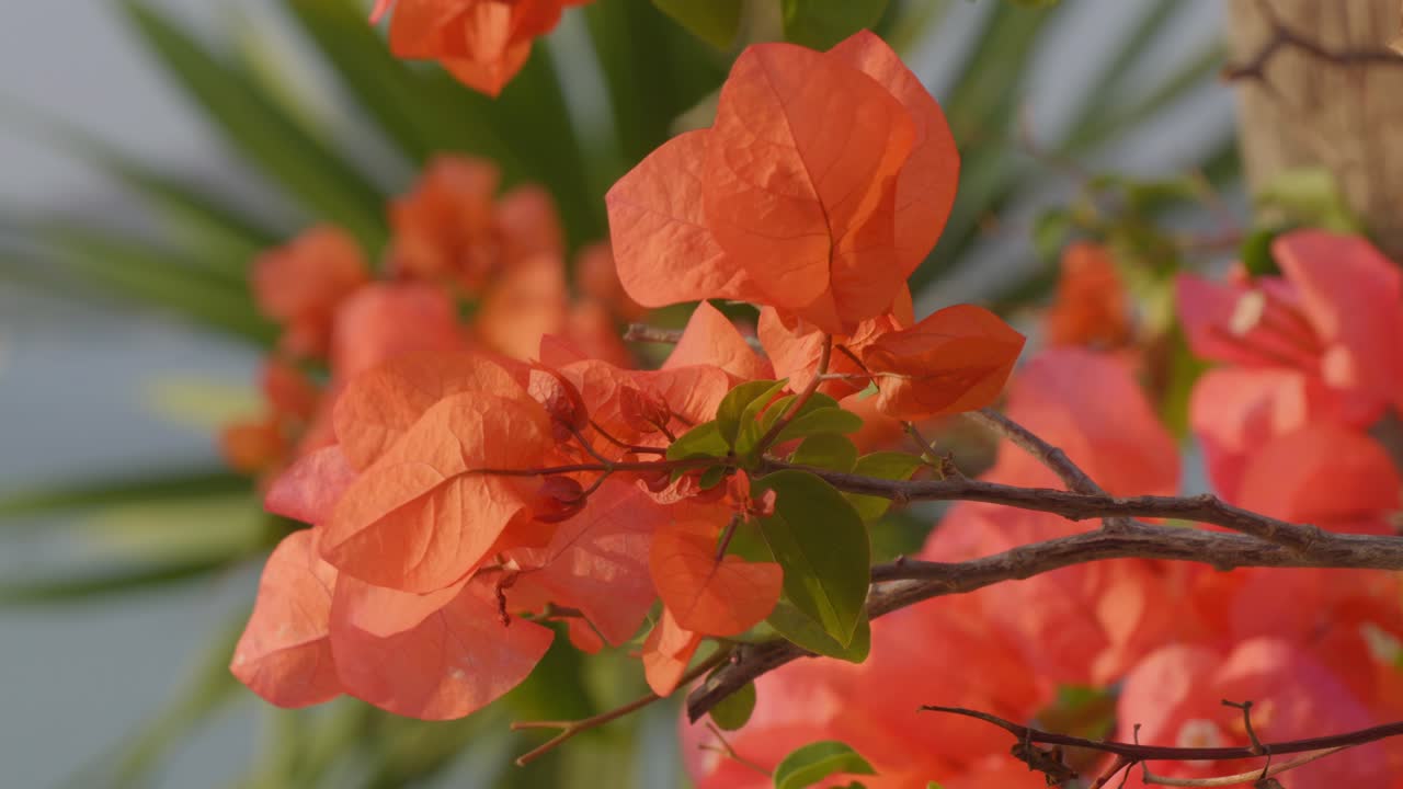 las flores rojas de bougainvillea en flor ondulando en el viento