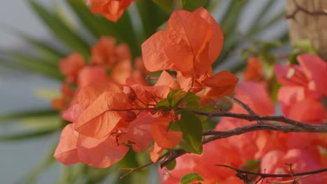 赤いブーゲンビリアの花がいて 風に吹かれています