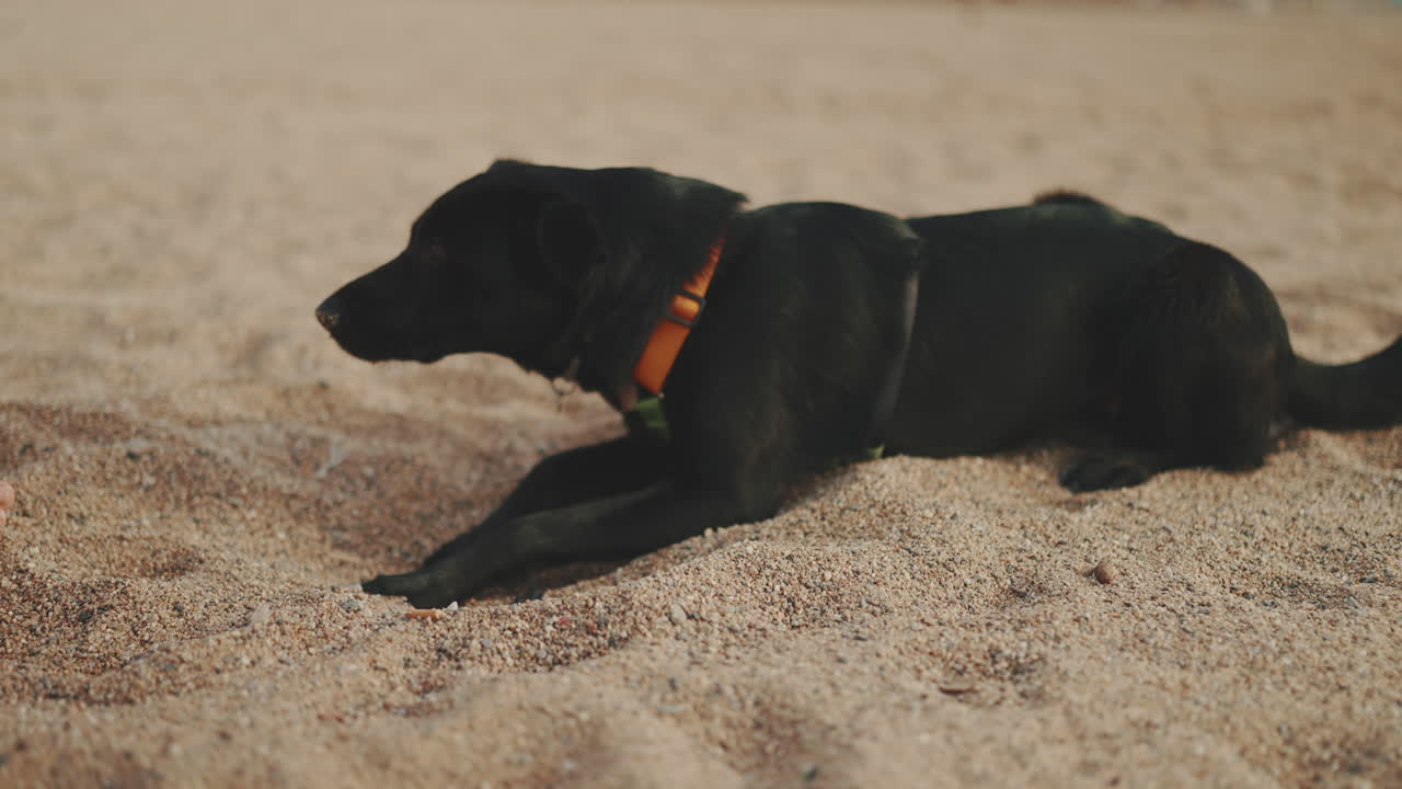 Black Labrador Dog on a Sandy Beach