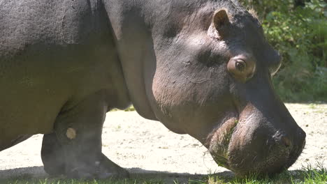 close up shot of wild hippopotamus eating grass during hot sunny day in africa - 4k prores shot