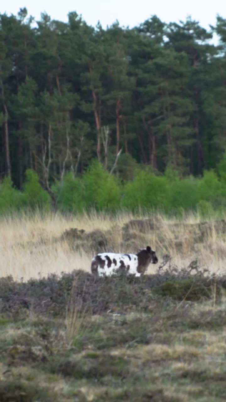 Pecore in un campo nel bosco