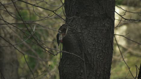 Gran-Pájaro-Carpintero-Cincelado-En-Una-Castaña---Cámara-Lenta-De-120-Fps