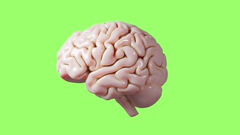 modelo anatómico del cerebro humano 3d renderización brillante del cerebro aislado en pantalla verde teclado de fondo médico