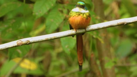 vibrant rufous-tailed jacamar perched on a branch in a lush green habitat